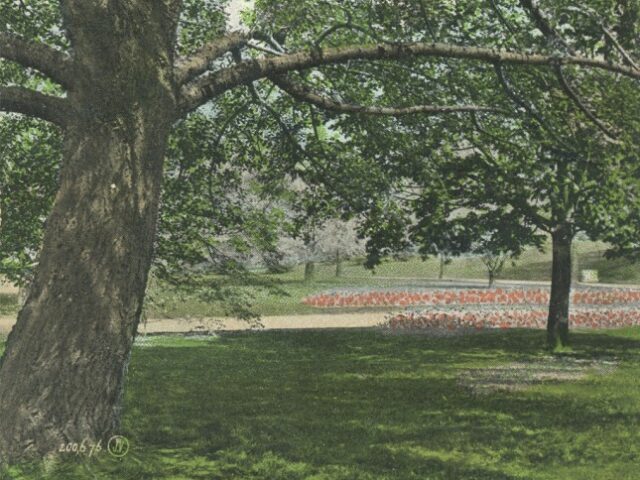 Birch Trees, Washington Park